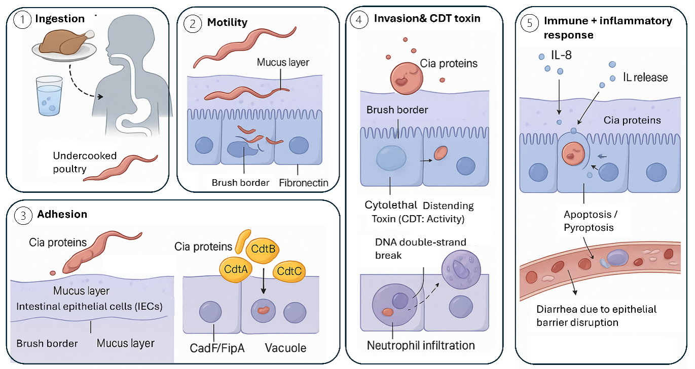 Mechanisms of Campylobacter Pathogenesis and Host Intestinal Response