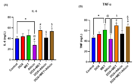 Serum inflammatory cytokines in experimental rats: (A) IL-6 and (B) TNF-α. DOX + MET significantly increased both cytokines compared with control and DOX groups, confirming activation of inflammatory pathways. Allicin alone or combined with DOX + MET significantly reduced these elevations and normalized cytokine profiles. Values are expressed as mean ± SD (n = 10). One-way ANOVA with Tukey’s post hoc test. *p < 0.05 vs control; #p < 0.05 vs DOX; @p < 0.05 vs MET; $p < 0.05 vs Allicin; ∧P < 0.05 vs DOX + MET