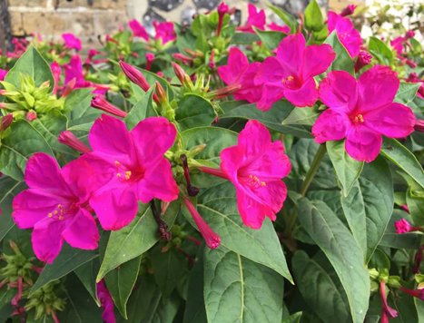  General view of Mirabilis jalapa, A:Red form ; B:Yellow form