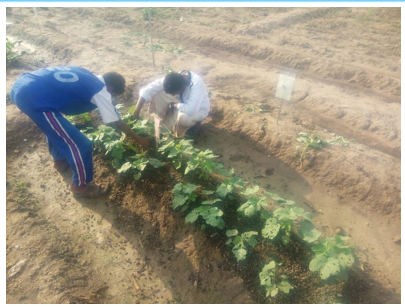 يوضح طريقة تموضع التغطية بالسماد البلدي