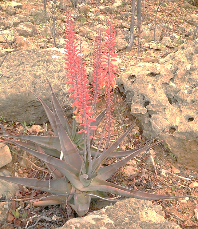 General view of Aloe perryi plant in Socotra Island