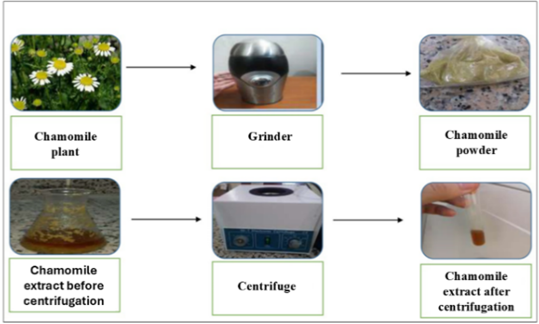 Flow chart showing the steps for preparing a herbal extract from chamomile.