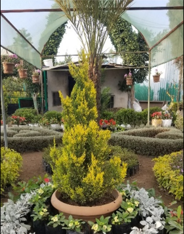 Plant sample Cupressus macrocarpa.