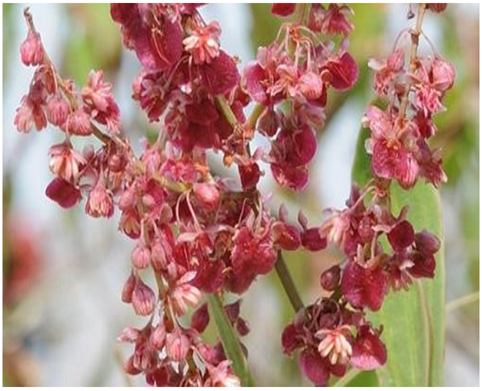 R. nervosus flowers and fruits