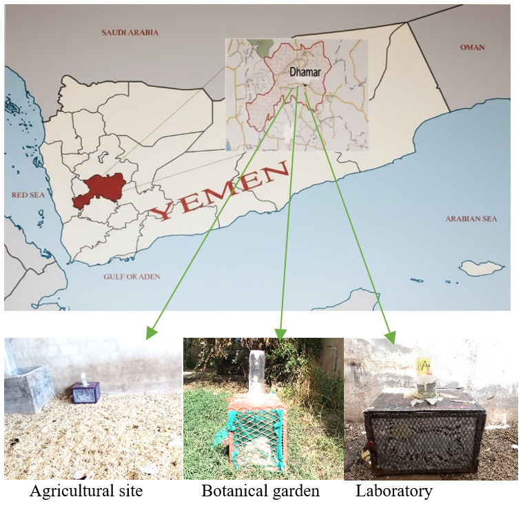 The map of Yemen shows Dhamar City and the Location of the Study sites