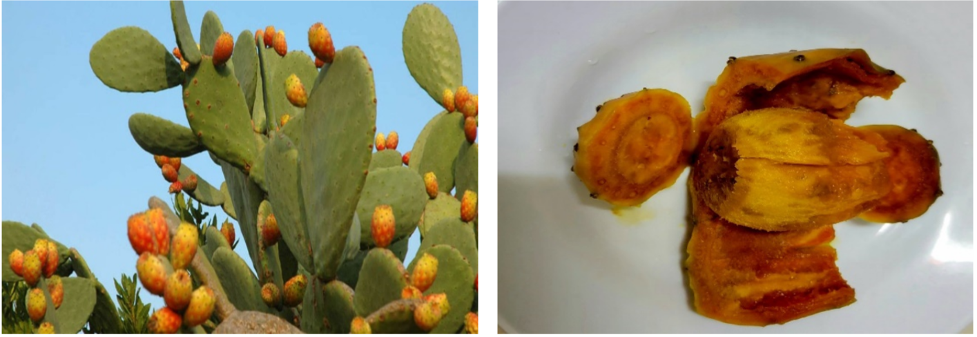 A) Morphological Parts of the Opuntia fiscus-indica, B) fruit pulp