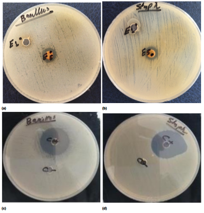 Antimicrobial activity of Commiphora myrrha resin fractions. (a) Fractions E1 and E5 against Bacillus subtilis; (b) fractions E1 and E5 against Staphylococcus aureus; (c) and (d) positive control (Amoxicillin) and negative control (DMSO) corresponding to each bacterial strain.
