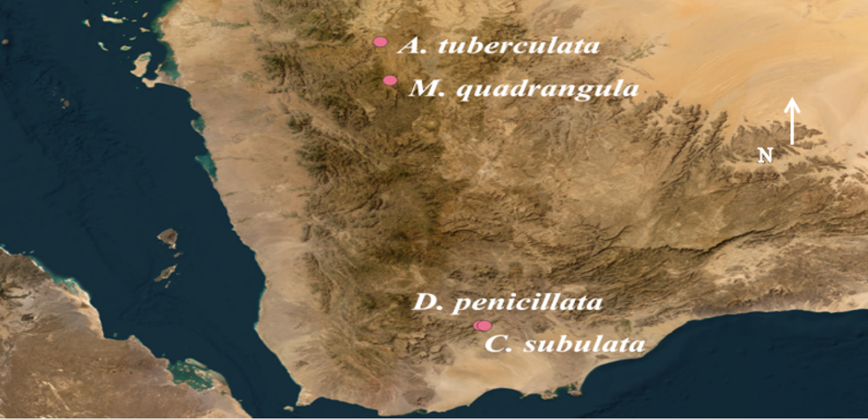 Locality map showing the collection sites of the studied Caralluma complex specimens generated using QGIS (v.3.40). software
