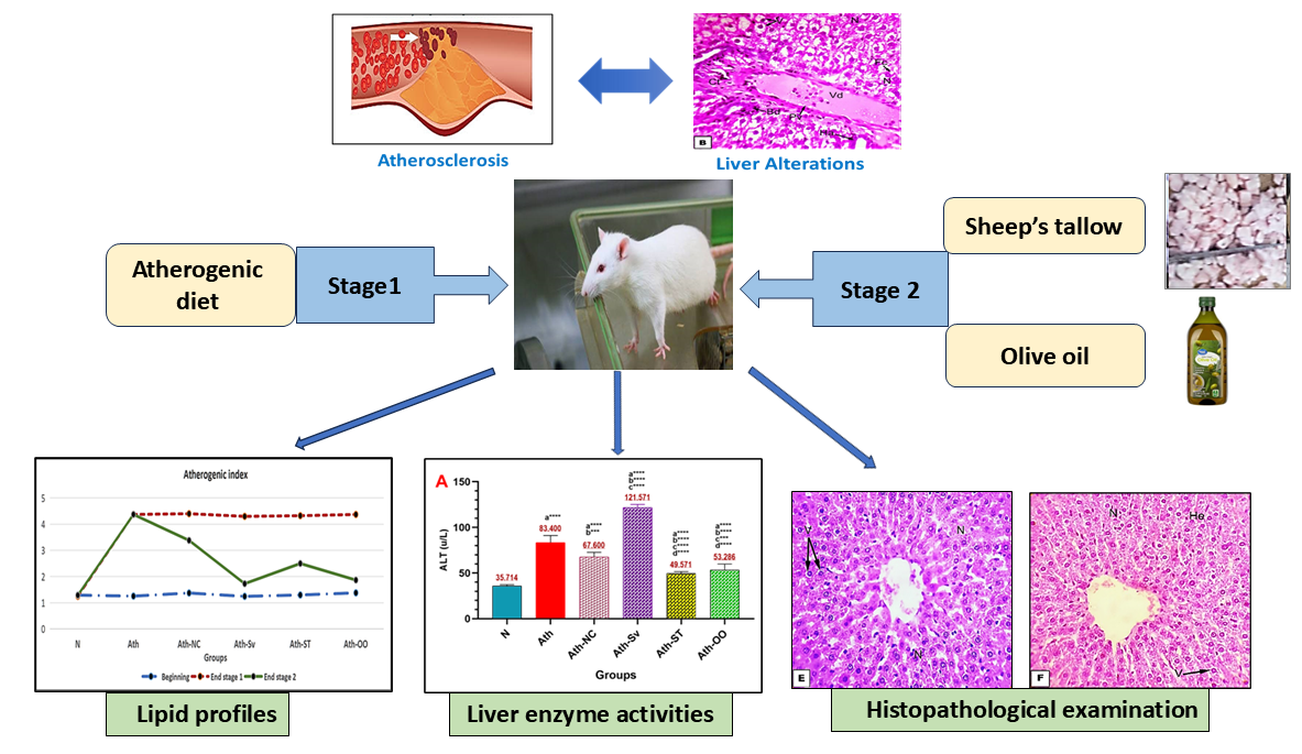 graphical+abstract+final