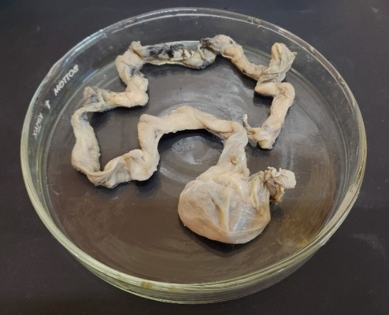 Alimentary canal of Canthidermis macrolepis col- lected from Sana’a market, Yemen