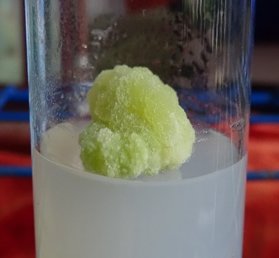  Morphology of Pulicaria jaubertii callus produced on MS medium.