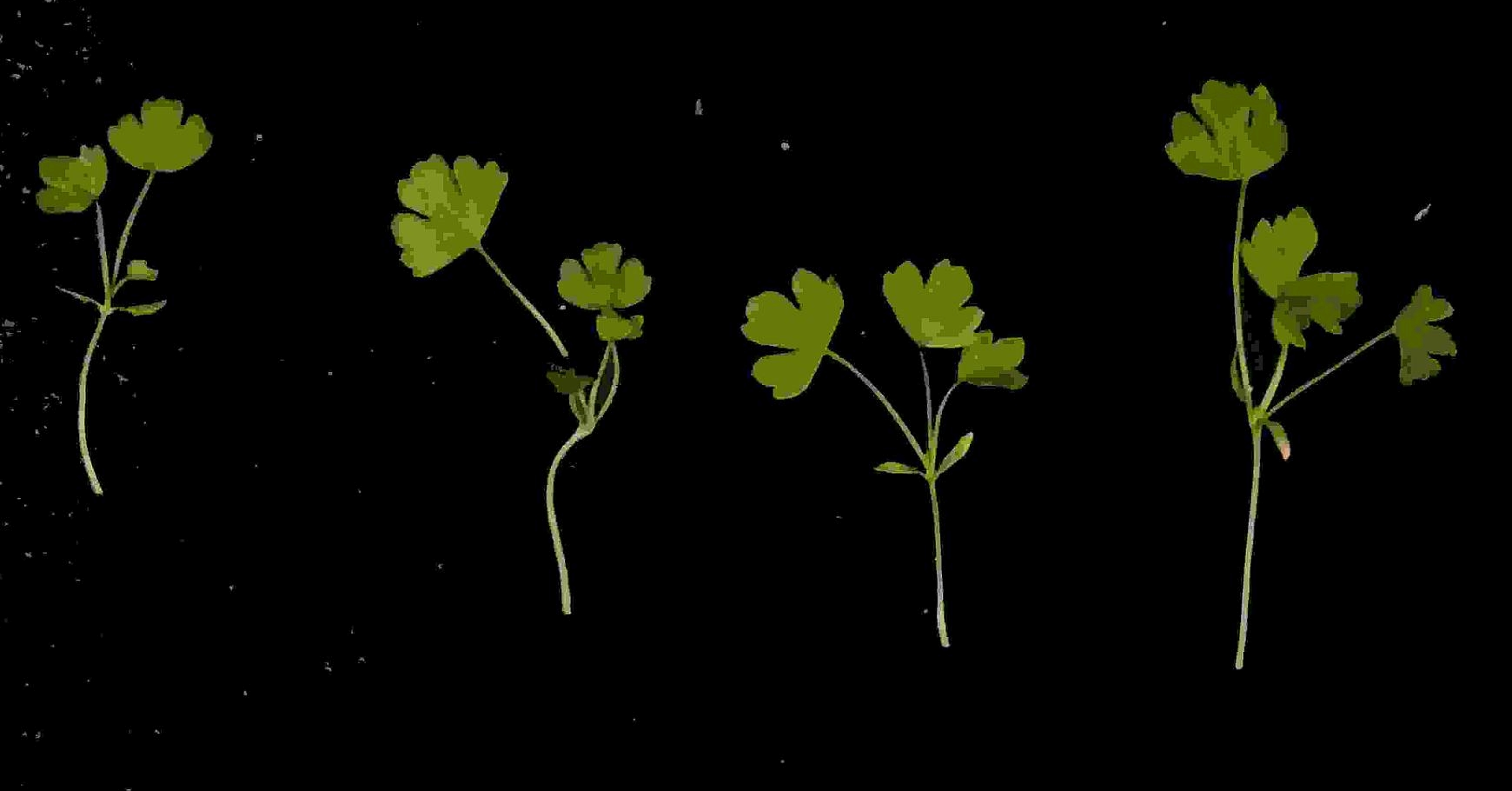           Images analyzed by Tomato Analyzer.