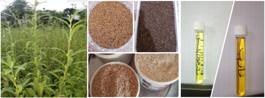 The Sesame Plant, Seeds, Powder, and Oil.